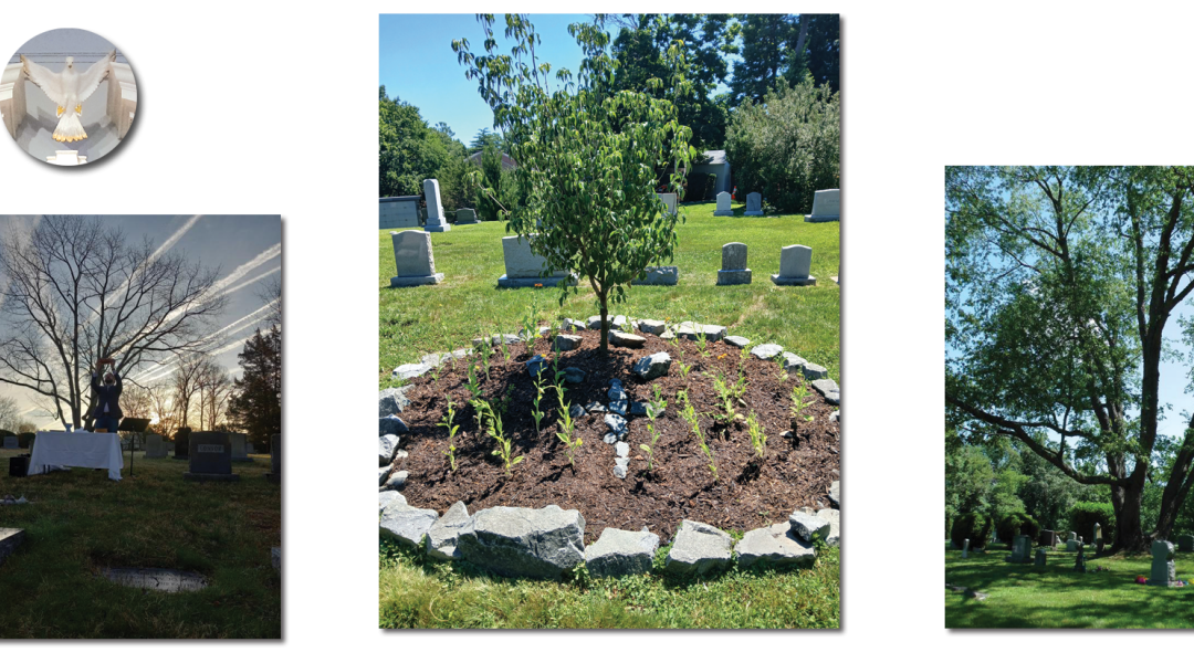 The Cherry Tree:  How it Started