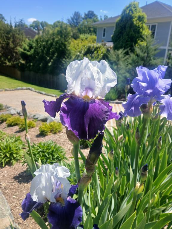 Columbarium Iris flower Walker Chapel Historic Cemetery and Columbarium Iris Flower