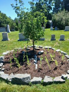 The-new-tree-planted-in-2026-in-the-Walker-Chapel-Historic-Cemetery-and-Columbarium