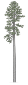 a-noble-tree-planted-in-honor-of-a-loved-one.png