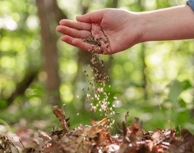 Hand scattering cremation ashes during an outdoor memorial ceremony